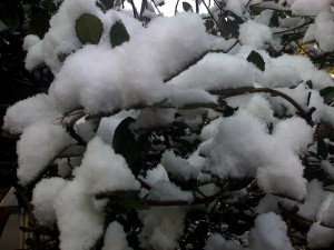 2009年3月12日福井は雪が降りました